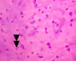 Schermata 2016-04-03 alle 17.50.58
