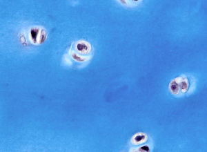 Schermata 2016-04-03 alle 17.51.15