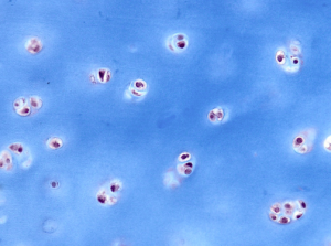 Schermata 2016-04-03 alle 17.51.21