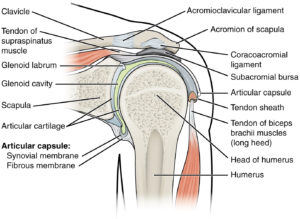 anatomia della spalla